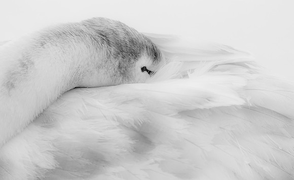Swan