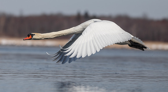 Mute Swan