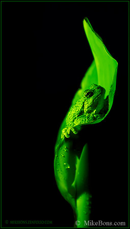 Tree Frog