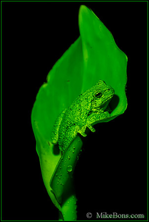 Tree Frog