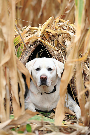 Sadie