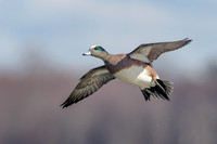 American Wigeon