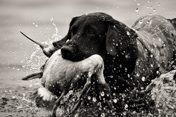 Goldeneye hunting