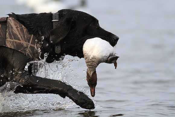 Goldeneye Hunting
