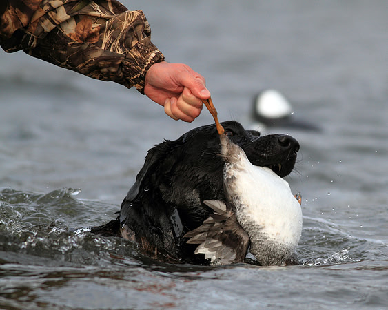 Goldeneye Hunting