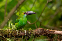 Tropical Birds