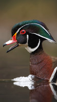 Wood Ducks