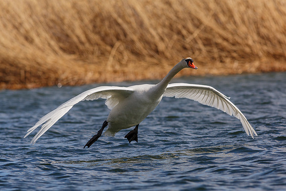Mute Swan