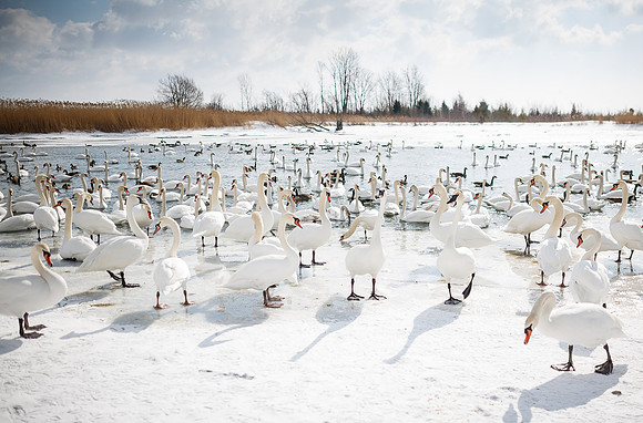 Mute Swans
