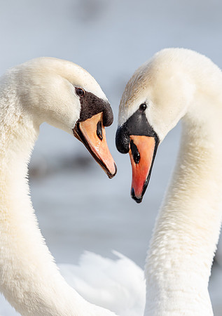 Mute Swans