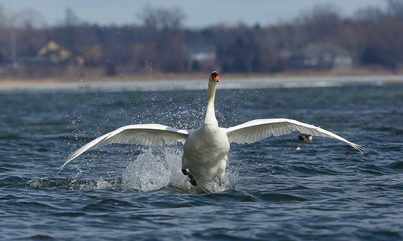 Mute Swan