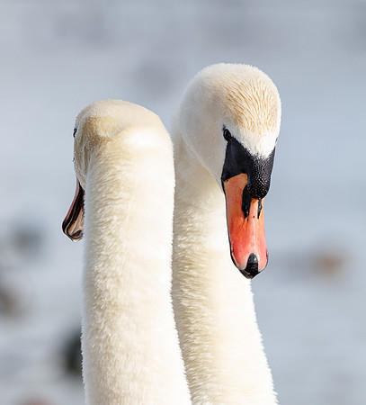 Mute Swans