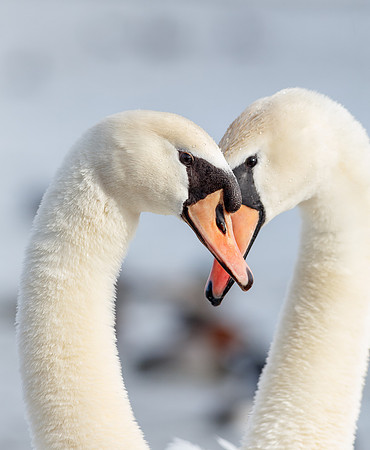 Mute Swans