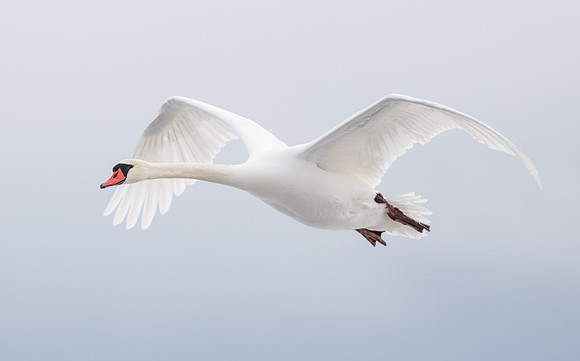 Mute Swan