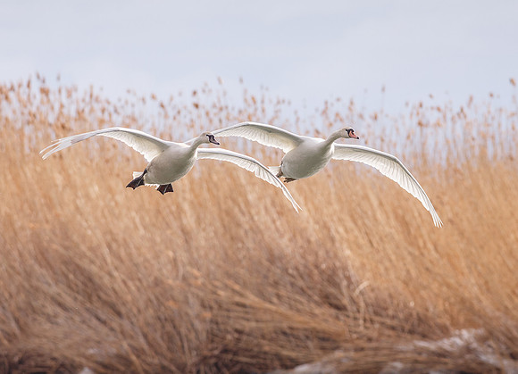 Mute Swans
