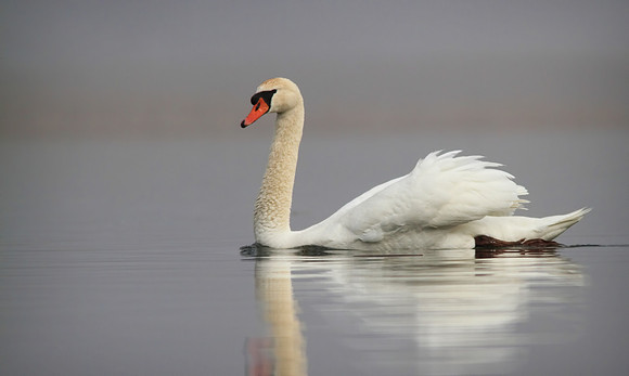 Mute Swans