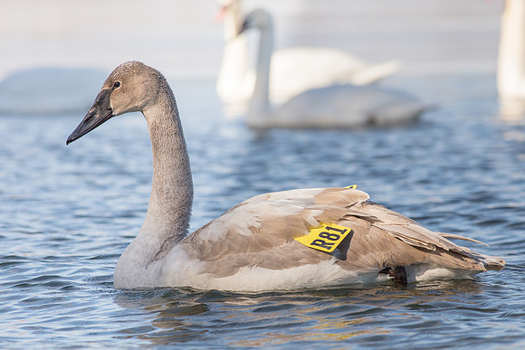 Tagged Trumpeter Swan