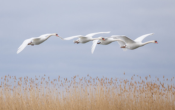 Mute Swans