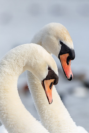 Mute Swans