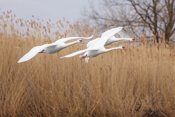Mute Swans