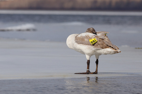 Tagged Trumpeter Swan