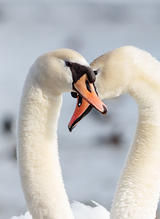 Mute Swans