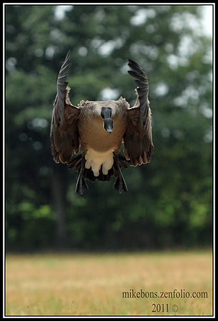 Inbound Goose