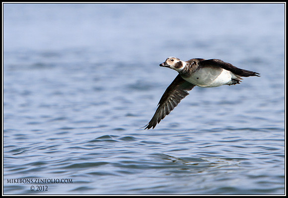Hen Longtail in Flight