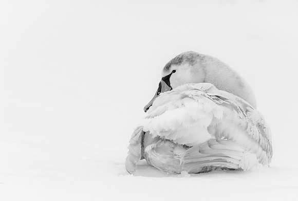 Mute Swan B&W