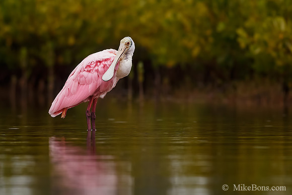 Spoonbill