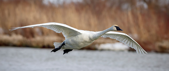 Trumpeter Swan