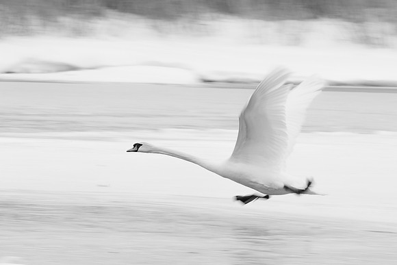 Mute Swan Take Off B&W