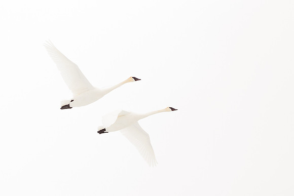 Trumpeter Swan Pair