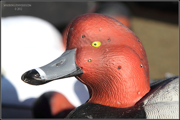 Redhead Deke