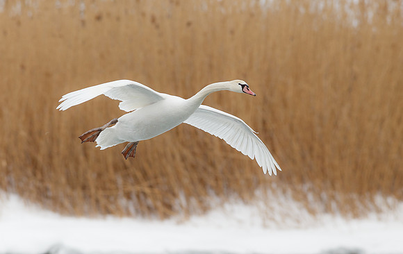 Mute Swan