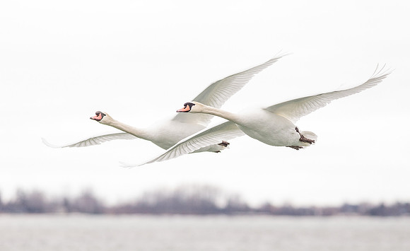 Mute Swan Pair