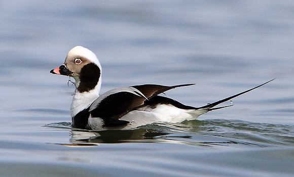 Drake Longtail